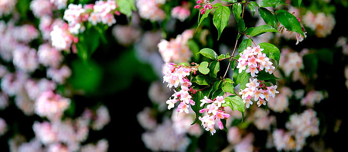White and Pink Flower thumbnail