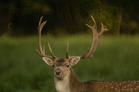 selective focus photography of brown deer thumbnail