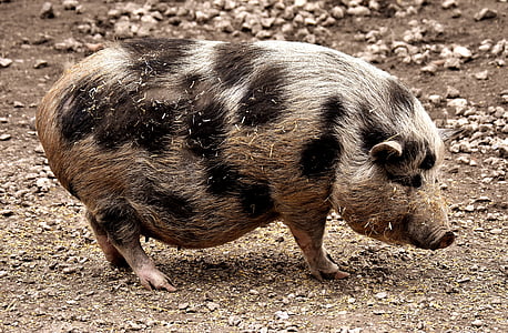 gray and black pig standing thumbnail