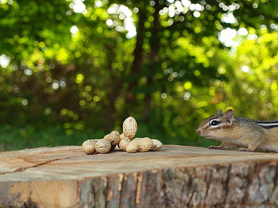 selective focus photography of brown walnuts and brown squirrel during daytime thumbnail