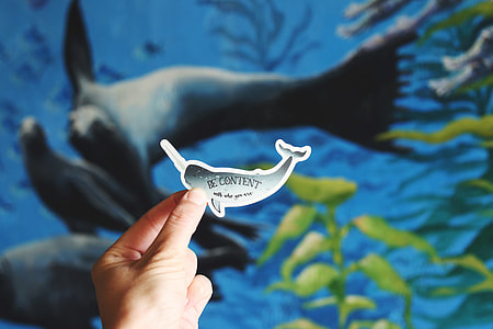person holding dolphin sticker thumbnail