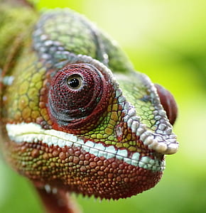 close-up photo of green and red chameleon thumbnail