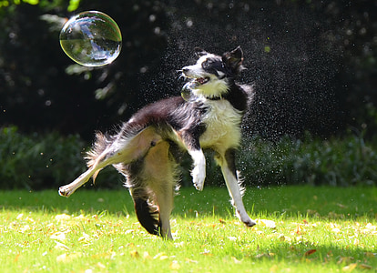 adult black and white border collie playing with bubbles thumbnail