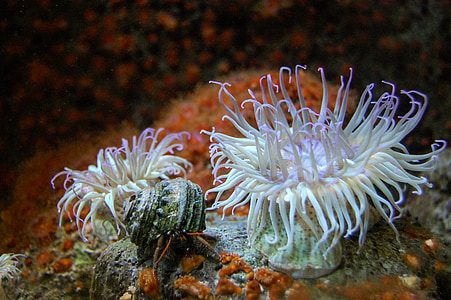 photo of underwater plants thumbnail