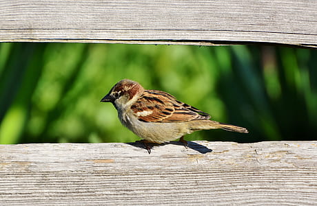 selective focus photography of brown bird on gray wooden frame thumbnail