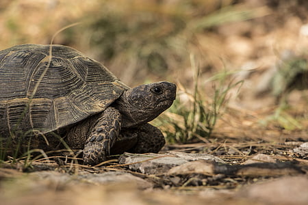 tortoise on grass and dried leaves thumbnail