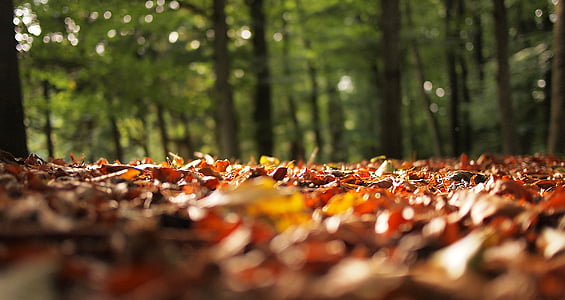 close-up photography of dried leaves under green trees thumbnail