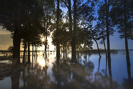 body of water under trees thumbnail