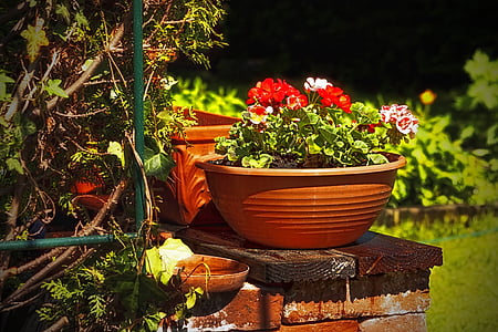 green potted plant thumbnail