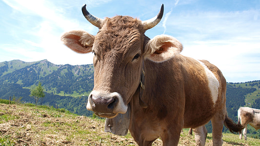 brown cow thumbnail