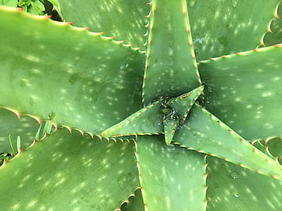 green plant thumbnail