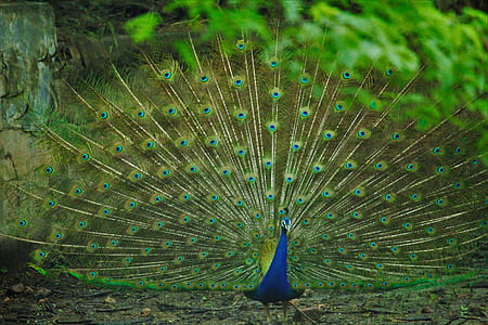 blue and green peacock thumbnail