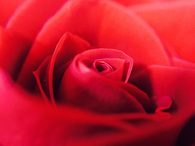 close-up photograph of red rose thumbnail