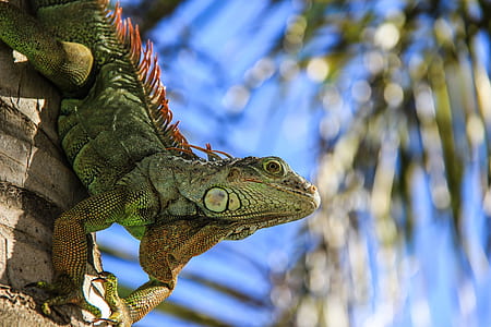 shallow focus photography of green bearded dragon on palm tree during daytime thumbnail