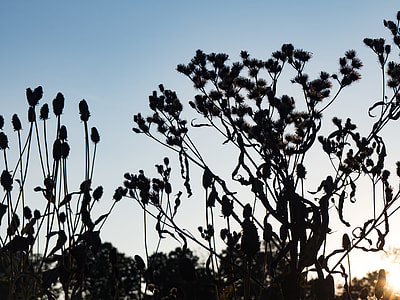 silhouette of plant thumbnail
