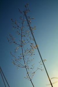 green leaf plant thumbnail