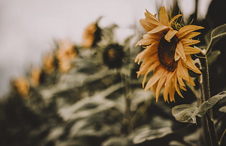 selective focus photography of yellow sunflower thumbnail