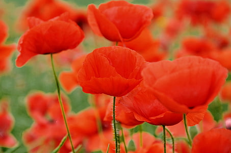 shallow focus photography of red flowers thumbnail