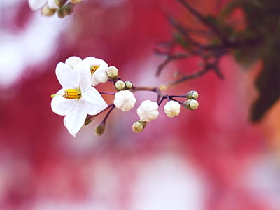 white flowers on plant thumbnail
