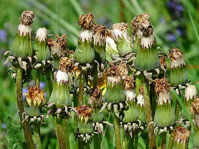 Common Dandelion, Pointed Flower thumbnail