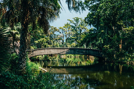 bridge above river between tall green trees thumbnail