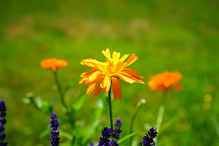 selective focus photography of orange daisy flower in bloom thumbnail
