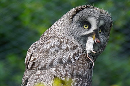 selective focus photography of owl with white mouse on mouth thumbnail