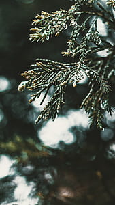 close up photography of green leaf thumbnail