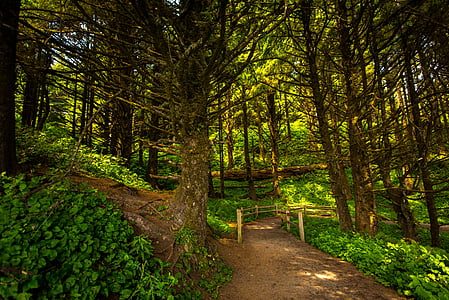 green leafed trees thumbnail