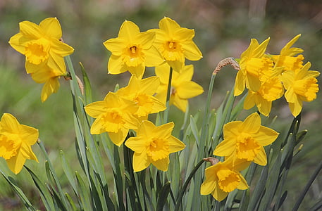 yellow flowering plant thumbnail