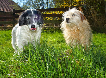 white and tan dogs on green grass thumbnail