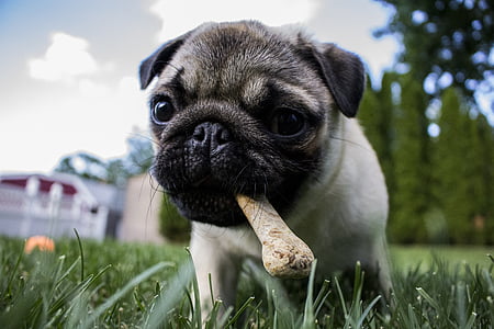 close up photo of fawn pug puppy on grass field thumbnail