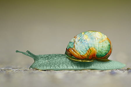 snail with globe graphic shell thumbnail