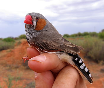 gray bird on person's finger thumbnail