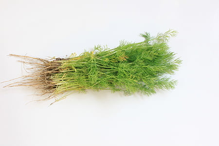 green herbs placed on tabletop thumbnail