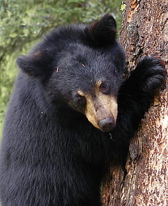 black bear holding a tree thumbnail