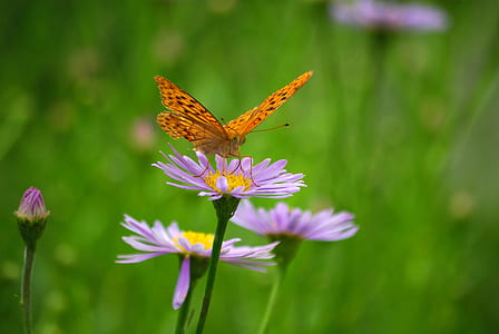 close up photo of gulf fritillary butterfly perched on pink flower thumbnail