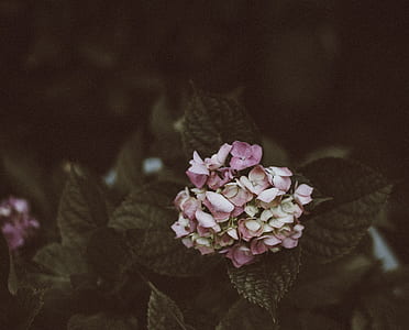 close photo of pink flowers thumbnail