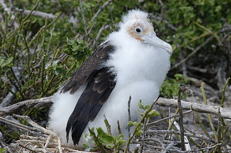 white and black bird in forest thumbnail