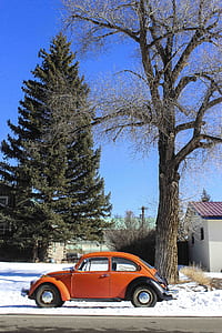 classic orange Volkswagen beetle parked besides tall green tree thumbnail