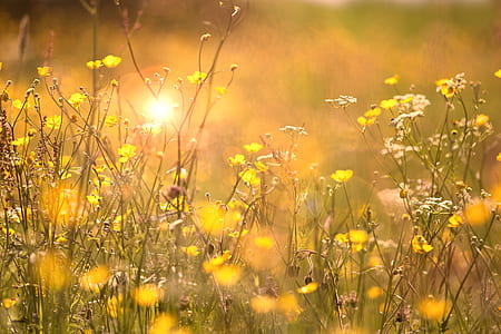 shallow focus photography of yellow petal flowers thumbnail