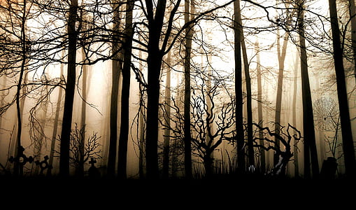 silhouette of trees thumbnail