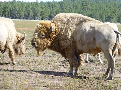 albino buffalo on green field thumbnail