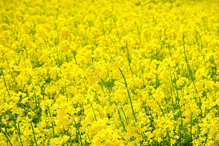 Field Of Rapeseeds, Oilseed Rape thumbnail