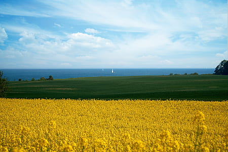 yellow rapeseed flower field at daytime thumbnail