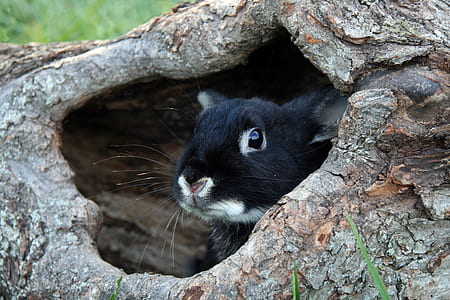 rabbit in wood log thumbnail