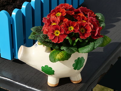 red petaled flowers with white pig pot thumbnail