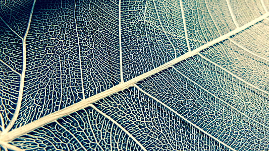 green leaf thumbnail