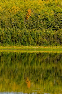 tree, forest, green, lake thumbnail
