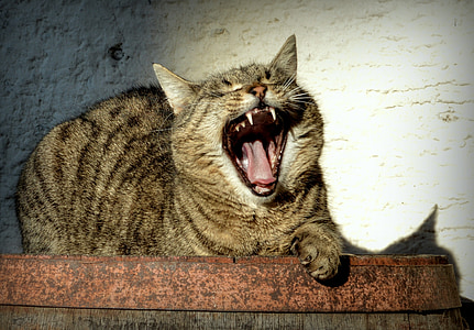 brown tabby cat opening mouth and lying thumbnail